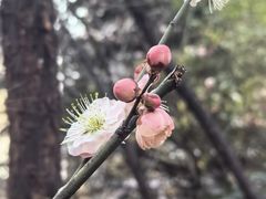 -木塔寺遗址生态公园