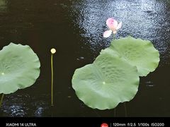 -荔湾湖公园