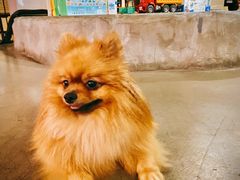 -百好乐宠物友好餐厅(朝外大街店)