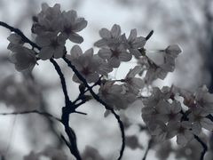 -高东镇樱花园