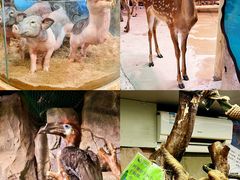 -正佳雨林生态植物园