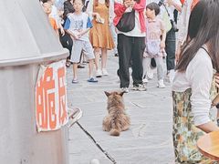 -肇兴特色牛肉粉