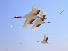 -盐城丹顶鹤湿地生态旅游区