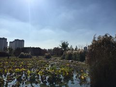 -澹台湖公园