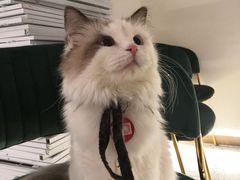 -喵喵咪呀布偶猫咖(春熙路店)