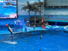 -海合安成都极地海洋公园