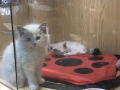 -屋虎猫馆(宝安大仟里店)