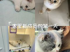 -小猫来了·猫舍(红山六九七九店)