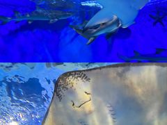 -太平洋海底世界