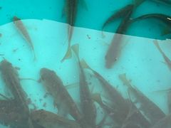 -重庆彩云湖湿地公园