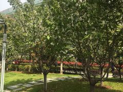 -武汉大学-樱园