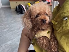 -芭比堂动物医院·CT·微创中心(新顺分院)