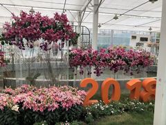 -上海鲜花港