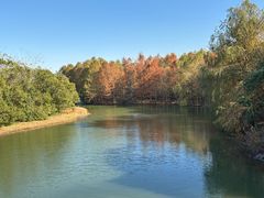 -上海海湾国家森林公园