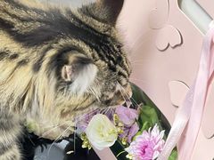 -可蒙动物医院·猫科·骨科中心(首义路店)