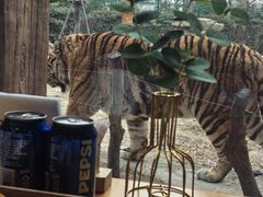 -上海野生动物园老虎餐厅