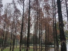 -成都南湖公园