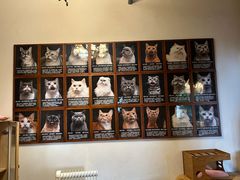 -猫猫幼稚园·撸猫·桌游·电玩