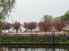 -羊山湖公园