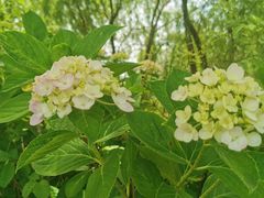 -杭州湾海上花田景区