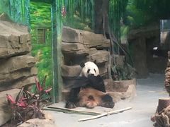 -灵玲国际马戏城