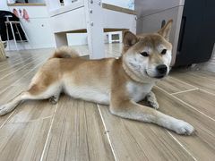 -李小姐の猫咖啡馆(五角场店)