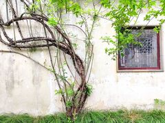 -艺圃
