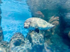 -上海海洋水族馆