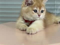 -瑞派福兴宠物医院犬猫全科·骨科·中西医结合(河东店)