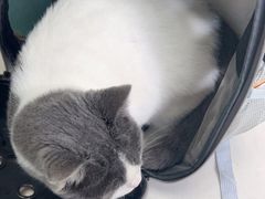 -关爱动物医院·心脏·中兽医·异宠(金牛路分院)