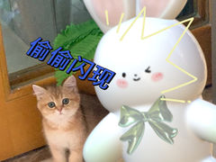 -lincat·猫舍(广州店)