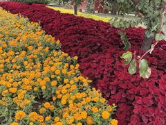 -石家庄市植物园