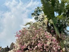 -深圳国际园林花卉博览园