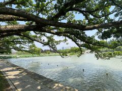 -江心屿景区