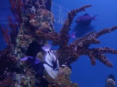 -海合安武汉极地海洋公园