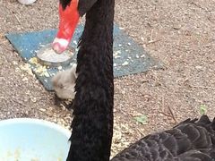 android_upload_pic-北京市海淀外国语实验学校