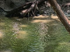 -白水寺森林公园