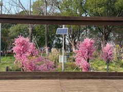 -金鸡湖桃花岛