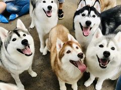 -TrueLove @ Neverland (Husky Cafe)