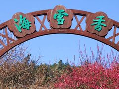 -香雪海
