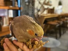 -吉丁鸟咖·异宠·寄养