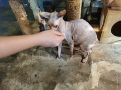 -more than meow吴止猫主题餐厅(承德 中船汇店)