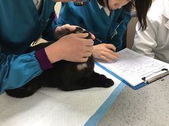 -安安宠医·臻爱宠物医院·宠保定点(营门口路分院)