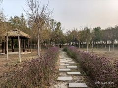 -西青郊野公园