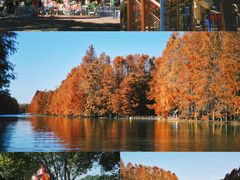 -上海海湾国家森林公园