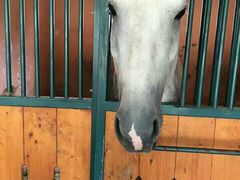 -月河湾马术俱乐部(朝阳店)