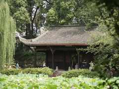 -桂湖森林公园