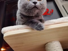 -猫十亿·布偶金渐层·曼基康矮脚猫舍(青年路店)