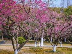 -尚湖风景区