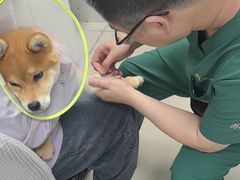 -利又安动物医院··老年病·猫科犬科·中兽医